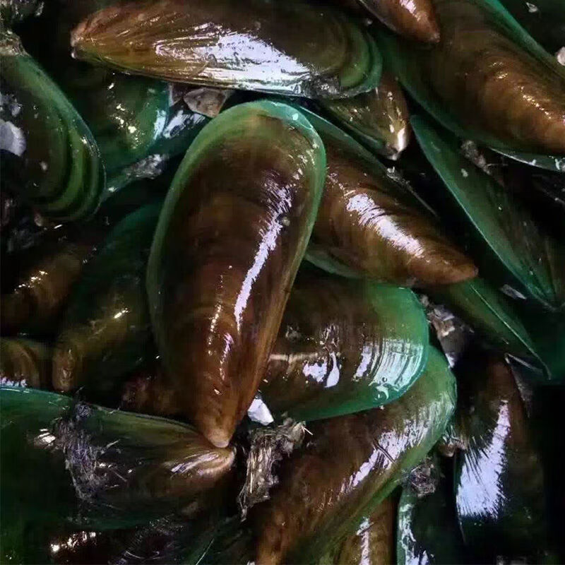 湾钰蜜 海鲜水产海虹鲜活青口贝贻贝淡菜无沙新鲜全半壳贝类 全壳青口