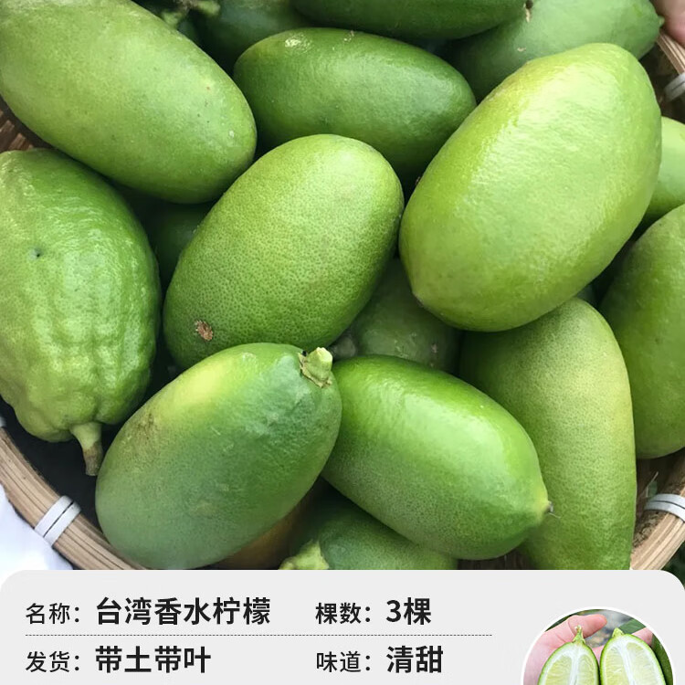 壹植小青檸樹苗海南青桔香水檸檬苗金桔盆栽室內(nèi)客廳陽臺果樹果苗四季 【當年結(jié)果】臺灣香水檸檬-原土3棵 40cm(含)-50cm(不含)