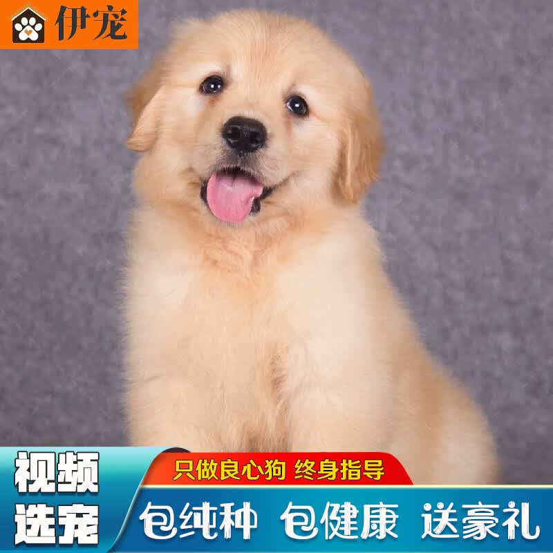 伊宠金毛幼犬纯种宠物狗狗活体小狗活物金毛犬幼崽 宠物级 A级 公怎么样,好用不?