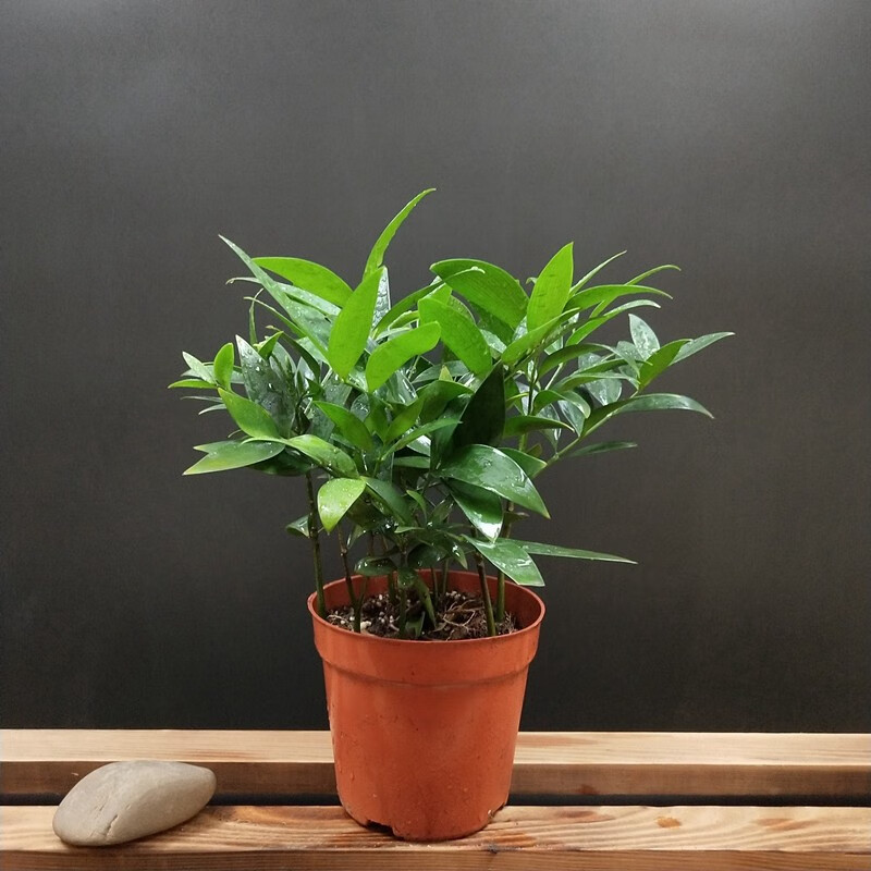 倾奢盆栽栽植植物竹柏 苗土养水培季常青 阳台 室内盆栽花卉 10厘米