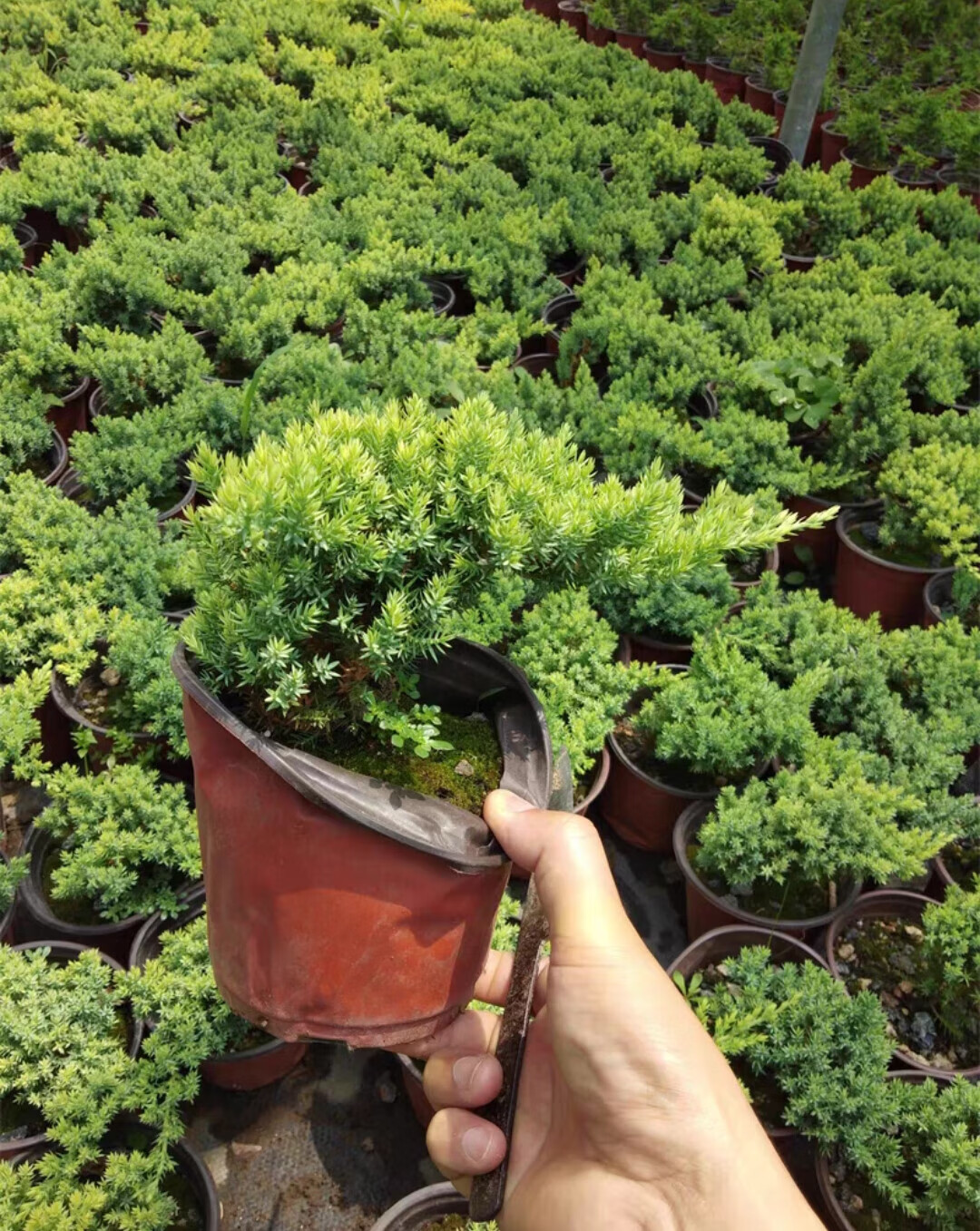 瑰季新西兰珍珠柏盆景好养柏树地柏造型真柏易养植物室内松柏四季常青