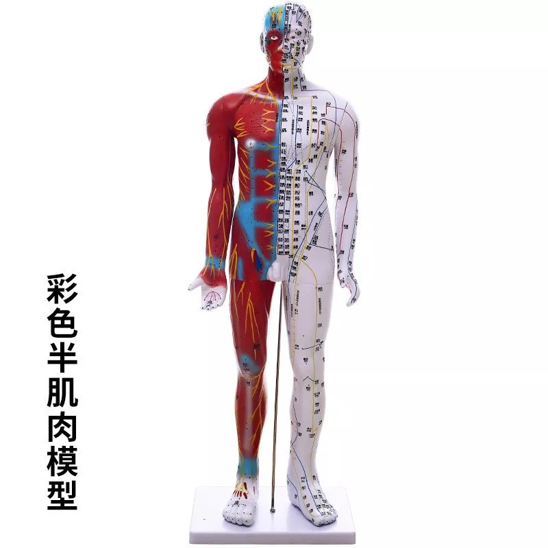 人体模型经络图厘米人体穴位图人全身小人按摩教 85厘米半肌肉男模