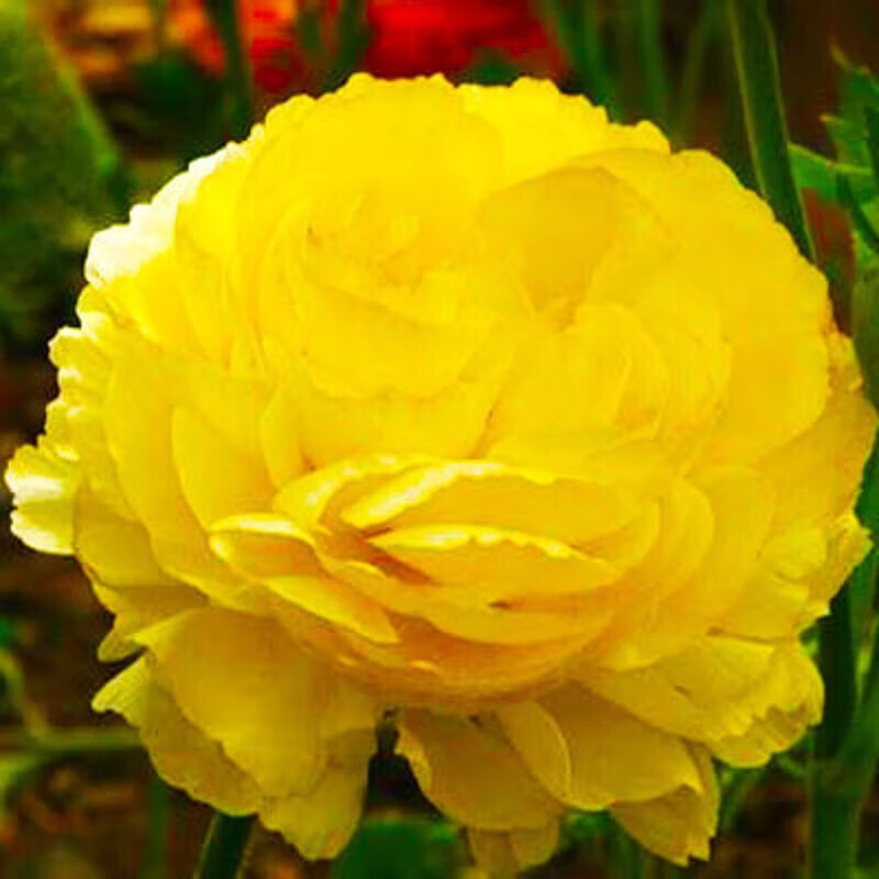 芍药芽根花卉带芽芍药树苗多年生芍药花苗当年开花 黄金10-18个芽