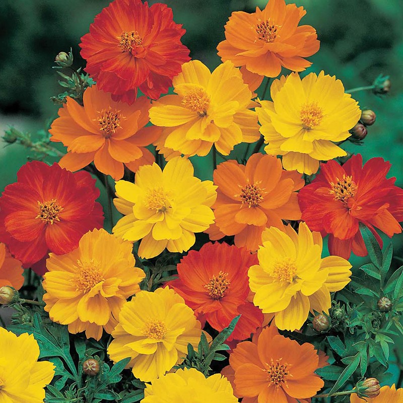 萌吖吖萌吖吖花卉种子 春夏播花园庭院菊花类花种 硫华菊 矮杆混色