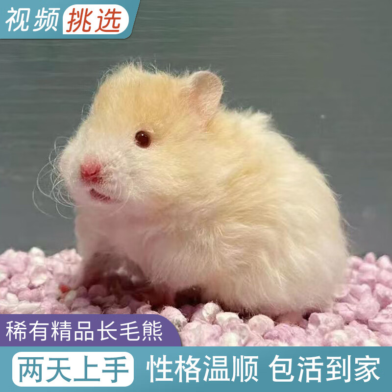 秋颖稀有金丝熊仓鼠活物已打卷毛蜜波利纯银丁香肉桂长毛金丝鼠 视频