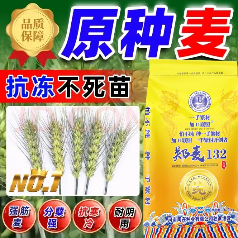 细辛高优产质小麦种子品种郑麦132矮杆农科院原种稳产自可留种麦种子