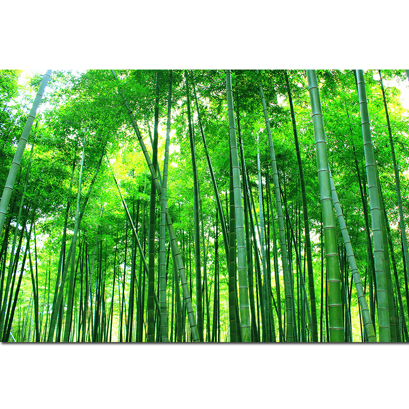 竹林竹子富贵竹自然简约绿色风景画酒楼饭店客厅卧室背景墙贴挂画 q88