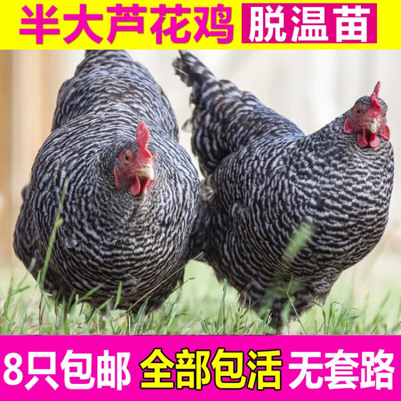 涟木纯种山东汶上芦花鸡苗芦花鸡活苗小鸡活苗快递包活到家 黑芦花母