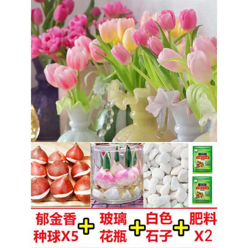 致荟树5颗郁金香种球水培花卉盆栽重瓣植物室内外四季开花好养活种球 圆玻璃瓶水培套装混色郁金香5球 11-12CM怎么看?