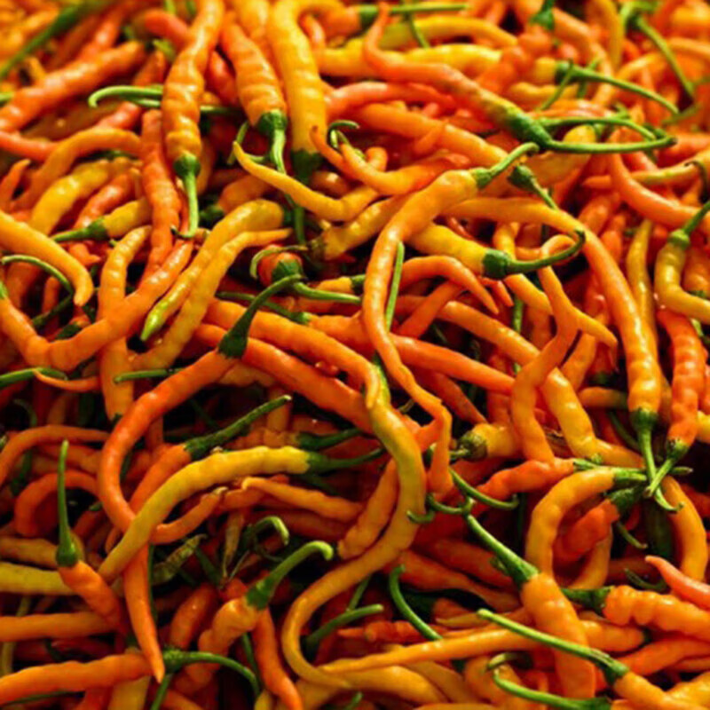 宜享健康湖南衡东三樟特产 新鲜黄贡椒鲜辣椒原 现摘3 1500