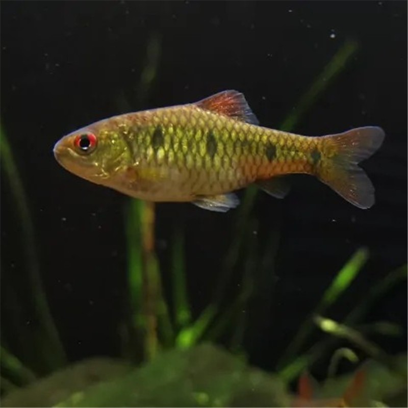 条纹小鲃淡水小溪鱼二须鲃群游鱼好养耐活观赏鱼欣锦宠 小鲃活动鱼苗2