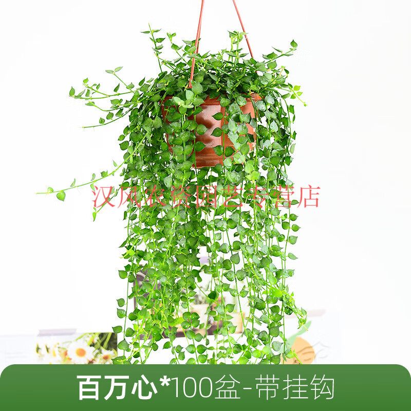 百万心吊兰盆栽多肉室内长藤垂吊情人泪耐阴好养植物四季长青绿植 100