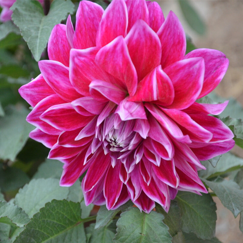 一播大地 大丽花种子 小丽花四季易种多年生混色大理花东洋菊地瓜花