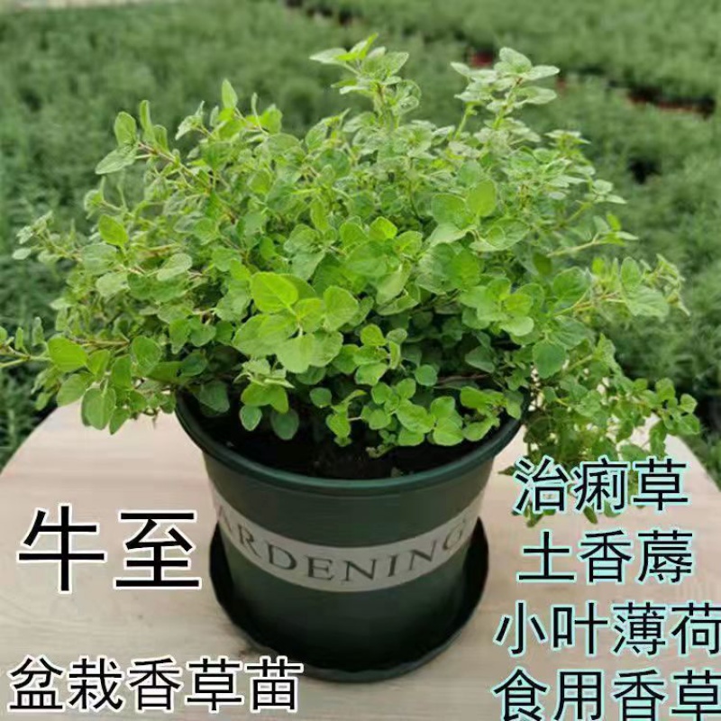 绿植盆栽罗勒紫苏薄荷迷迭香百里香九层塔花卉带盆发货 牛至加仑盆
