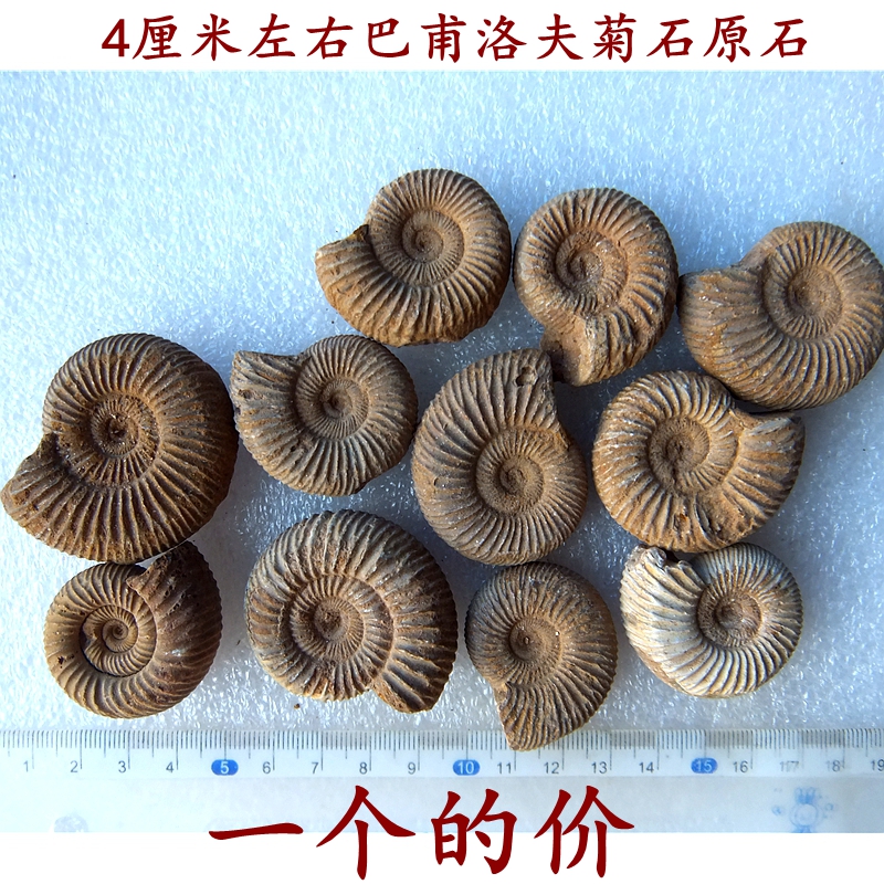 菊石化石古生物标本天然头足软体动物巴甫洛夫菊石化石原石4厘米左右