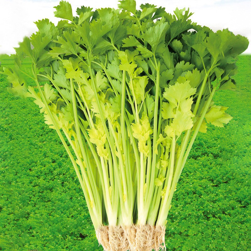 北蔬马家沟芹菜种子黄心菜籽春天种 马家沟空心大叶黄芹菜 5克