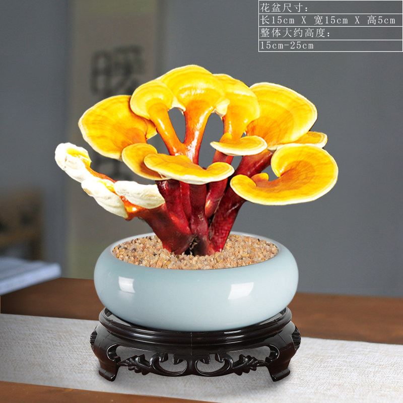 赤灵芝盆景创意盆栽活体种植客厅室内办公室四季常青桌面好养植物