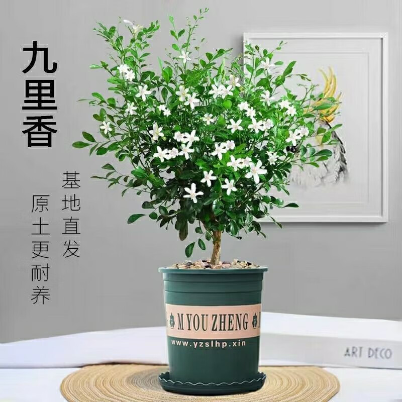 鲜木:绿植盆栽世界的赏心选择