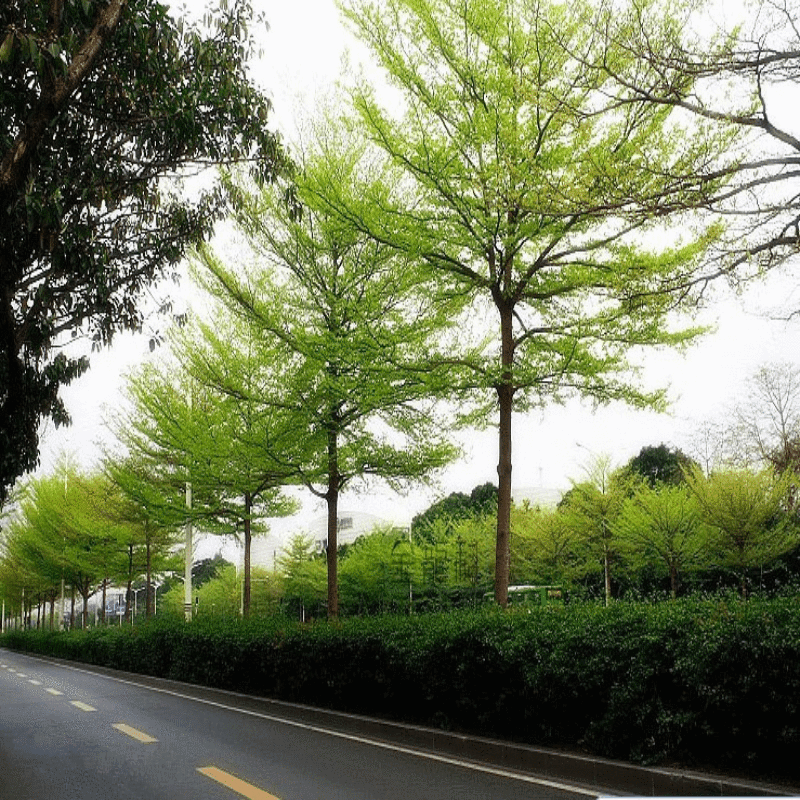 非洲小叶榄仁苗 公园小区行道绿化庭院遮荫雨伞树 细榄仁树苗 20-30cm