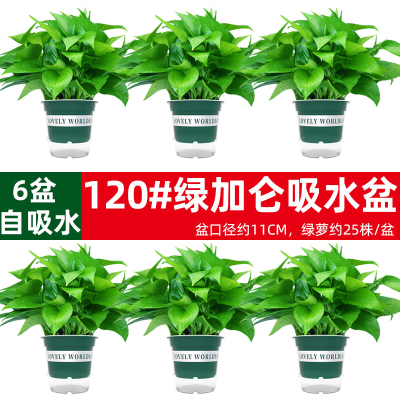 �������������Գ���ȩ���ں�������ֲ�����������칫���·�װ�޾������� 120#�̼��ش�ˮ��6��+�� ����������� 16.57Ԫ