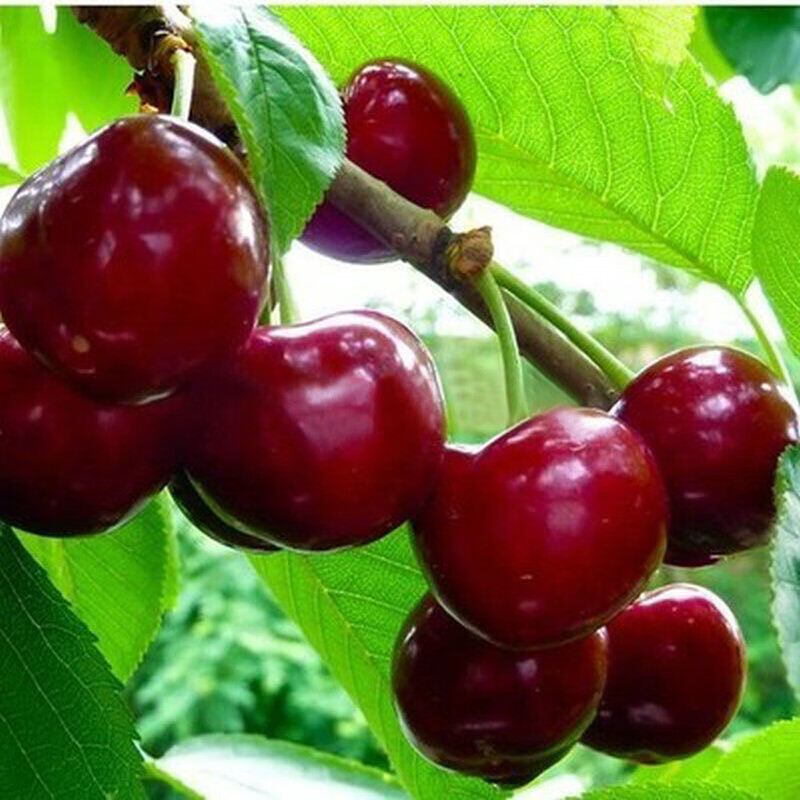 樱桃苗 果树苗 阳台嫁接樱桃果树苗耐寒盆栽果树苗地栽南北方全国适宜