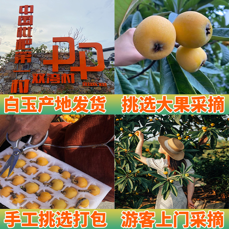 *时染(shiran[现货]苏州东山白玉枇杷新鲜孕妇水果5斤白沙枇杷大果