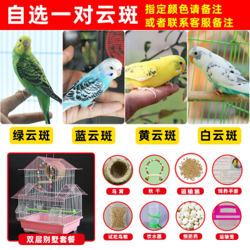 宠以沫(chong yimo)虎皮鹦鹉活鸟活物中小型会说话鸟类活鸟体手养宠物
