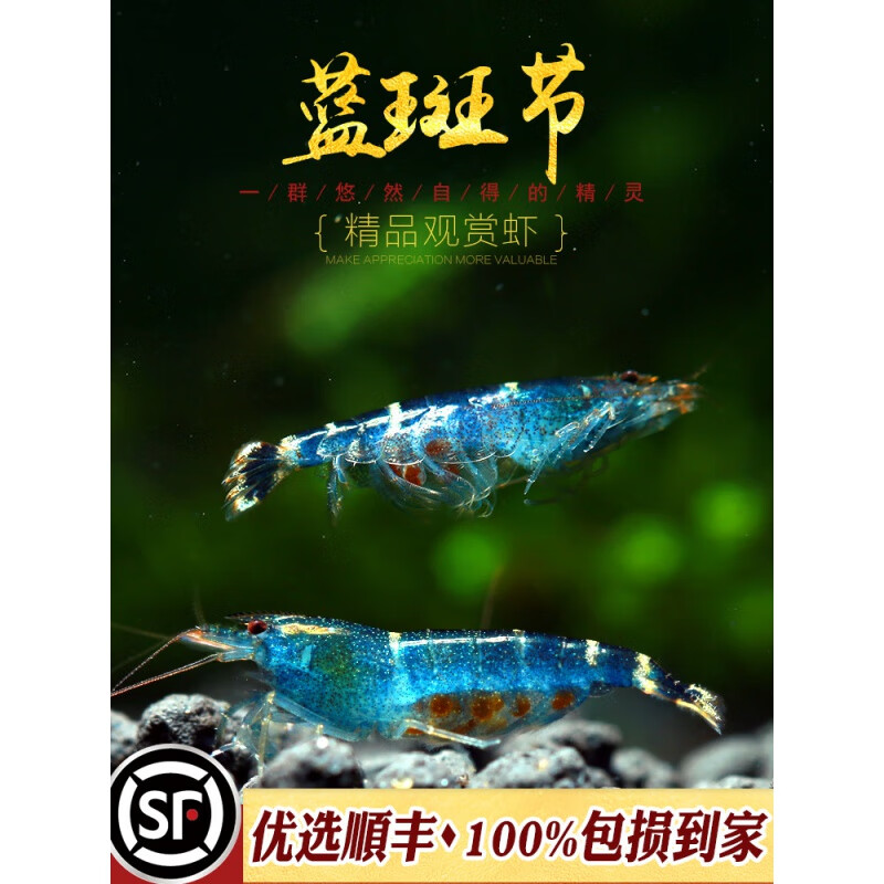 oimg蓝斑节虾小型原生淡水米虾中国稀有蓝蜜蜂虾虎纹虾冷水观赏虾活体