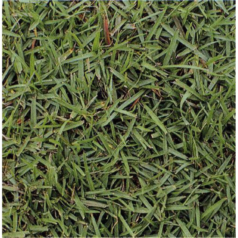 京腾花卉假俭草种子草坪种子耐践踏护坡护埂 护堤种子根系发达 假俭草