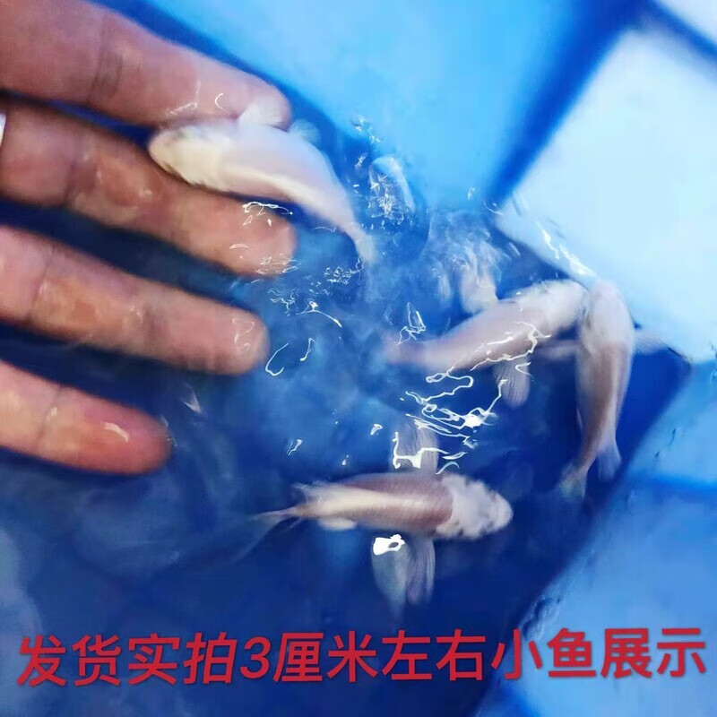 其它蝴蝶鲤球体短身大尾巴锦鲤长尾普身贵妃蝴蝶鲤龙头观赏冷水鱼