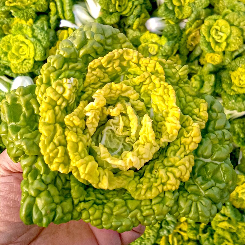 寿禾黄心菜种子耐寒乌塌菜黄心乌塔菜家庭种植冬天秋季播种蔬菜种籽