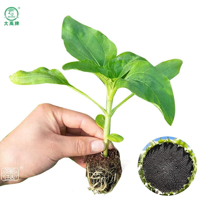 大禹观赏向日葵种子苗盆栽幼苗葵花籽阳台花卉 食用向日葵苗6棵