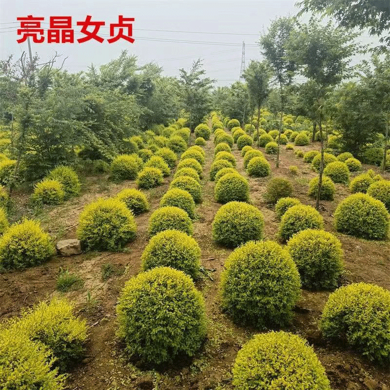 苗四季长青球形植物户外耐寒花境植物黄杨冬青 亮晶女贞50厘米圆球