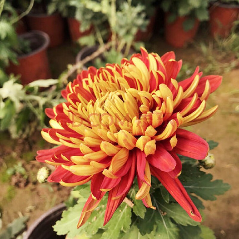 四季大菊花苗菊花盆栽大花九月菊植物室内阳台花卉 红绣球【大花】 苗