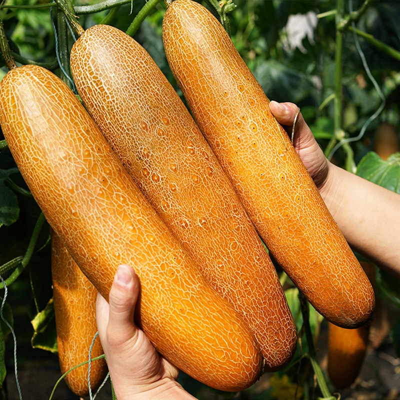 种菜记 麻皮老黄瓜种子东北麻皮老品种大黄皮黄瓜种籽黄瓜种农家蔬菜