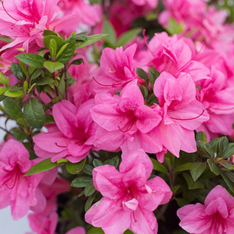 (hongyue)安酷杜鹃花 大苗多季开花 庭院花园多花常绿花卉植物 王妃 3