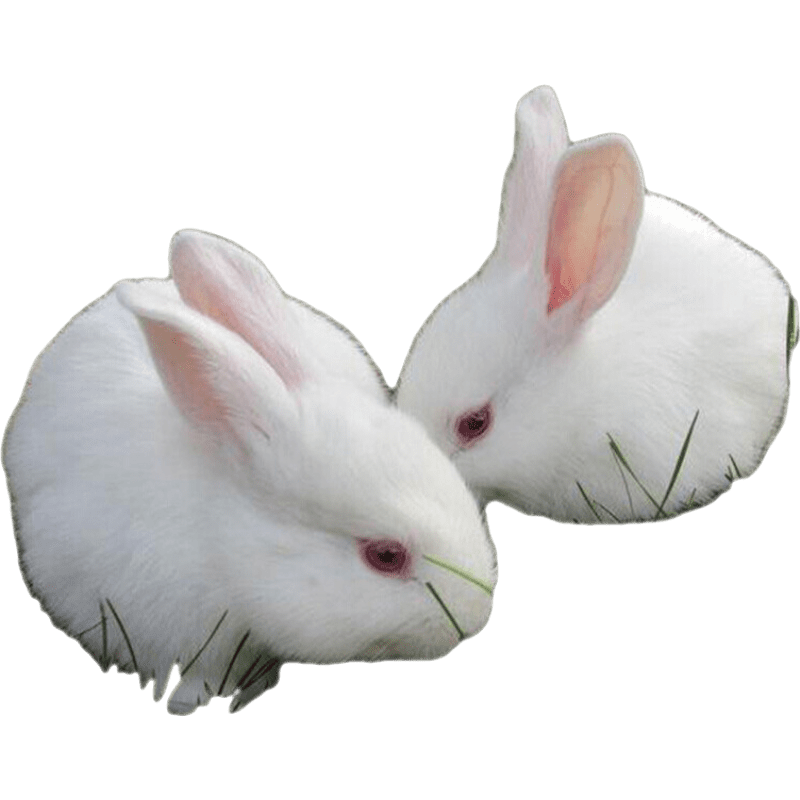 抢购趋势大揭秘！三年涨幅超50%的```商品```价格终极预测！|京东异宠活体史低查询