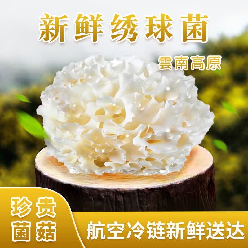 百年云松【天然坊】香格里拉新鲜绣球菌 云南珍贵菌菇 火锅、家宴美食 1000克