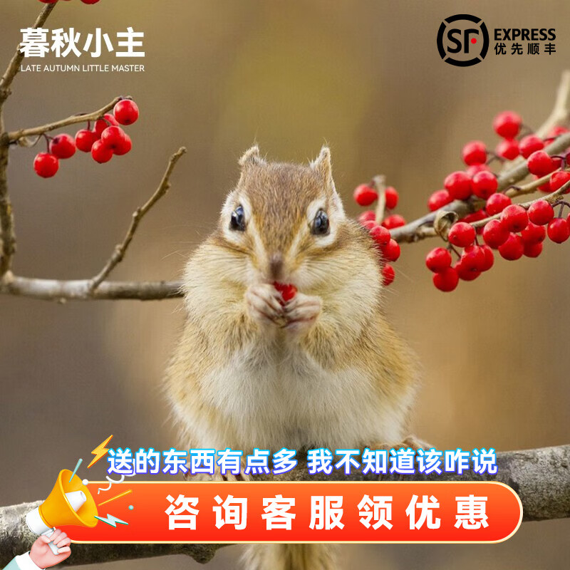 金花松鼠亚成(公母备注)