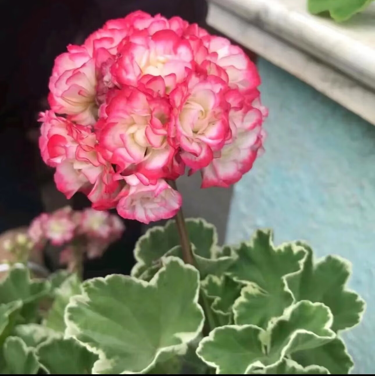 天竺葵盆栽花卉庭院花苗四季开花不断带花苞发货 银边碗观花观叶渐变
