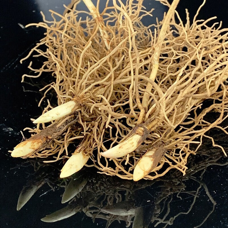 花如嫣铃兰花卉种球根块带芽带根系种子四季好养活盆栽花卉种子 铃兰