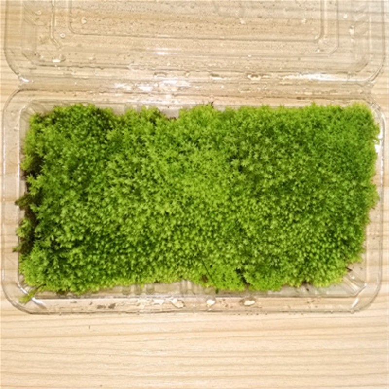 孙凯(sunkai)鲜活苔藓青苔藓 微景观植物盆景生态瓶d