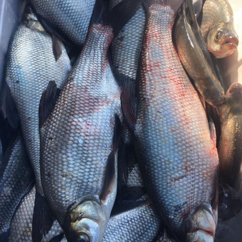 够印[三花五罗]松花江岛子鱼新鲜活鱼淡水翘嘴岛子鱼 3斤顺丰