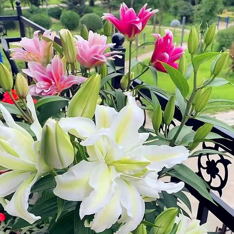 百合花 相关京东优惠商品排行榜 2 价格图片品牌优惠券 虎窝购 百合花 相关京东优惠商品排行榜 2 价格图片品牌优惠券 虎窝购