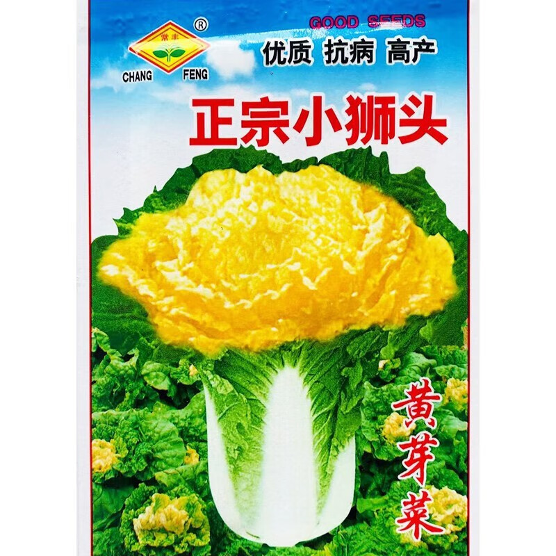 苏瑞正宗小狮头黄芽菜大白菜种子抗病高产好吃白菜籽中熟直筒菊花型孑