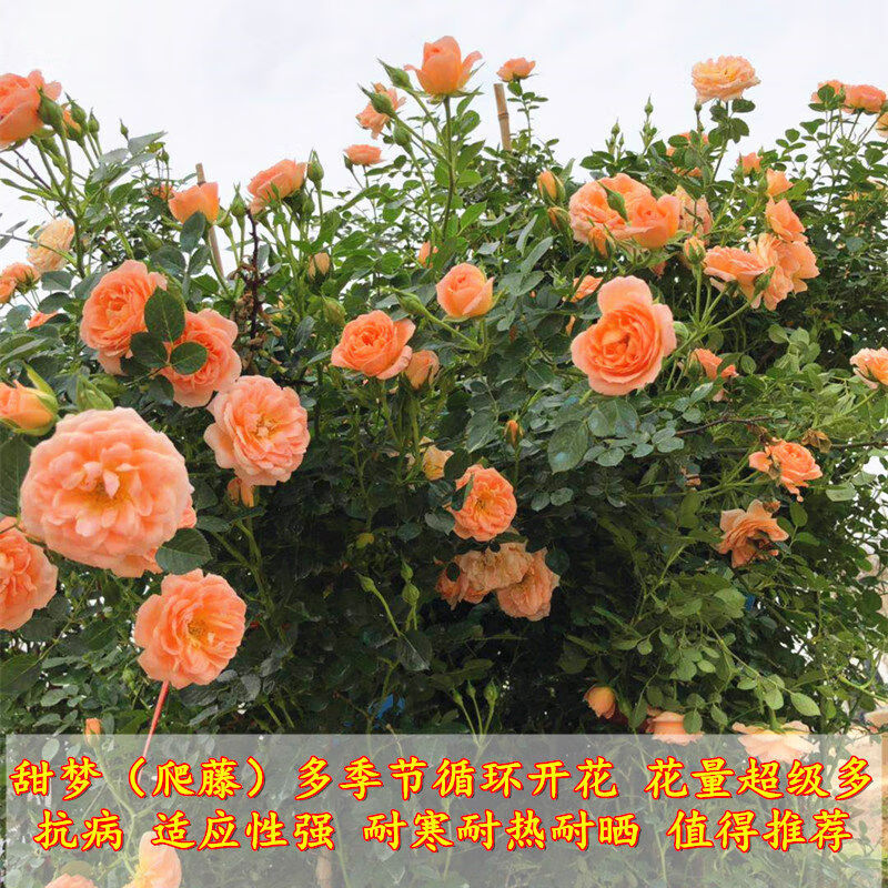 什么软件可以看京东花卉价格趋势|花卉价格历史