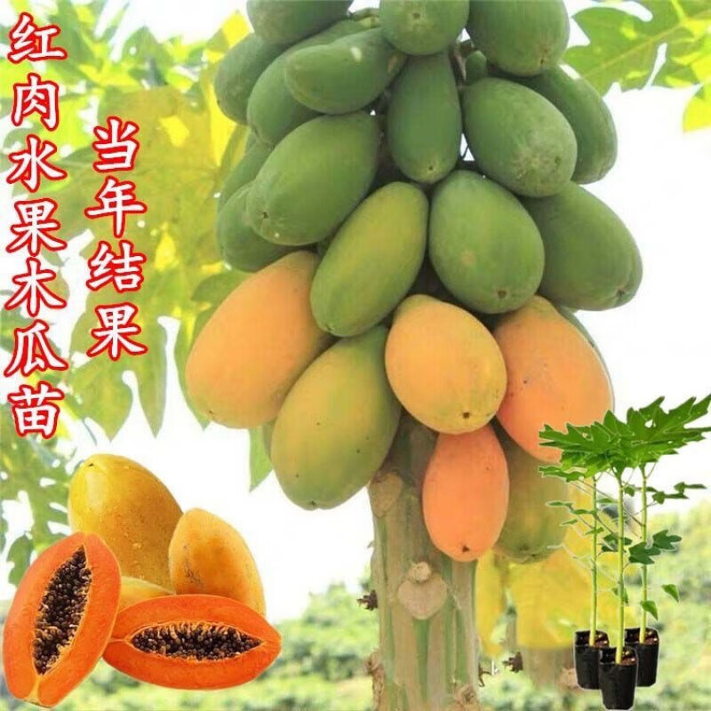 木瓜苗南方四季种植当年结果红心木瓜树苗矮化盆栽大青黄金红肉 水果