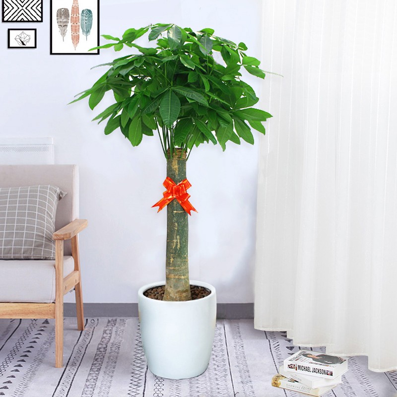 搜索 登录 登录 注册 关闭侧边栏 全部分类 返回主页 园林 农耕 全部园林 农耕 农业机械 工具 农机整机 农技服务 小型农机具 农机配件 微耕机 喷雾器 割草机 园林机械 花卉绿植 全部花卉绿植 花卉 苗木 绿植盆栽 多肉植物 微景观 大型绿植 种子 全部种子 瓜果类 蔬菜