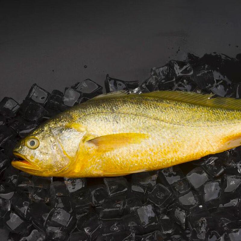 三都港 冷冻宁德大黄鱼700g 2条装 黄花鱼 生鲜 鱼类 深海鱼 海鲜水产