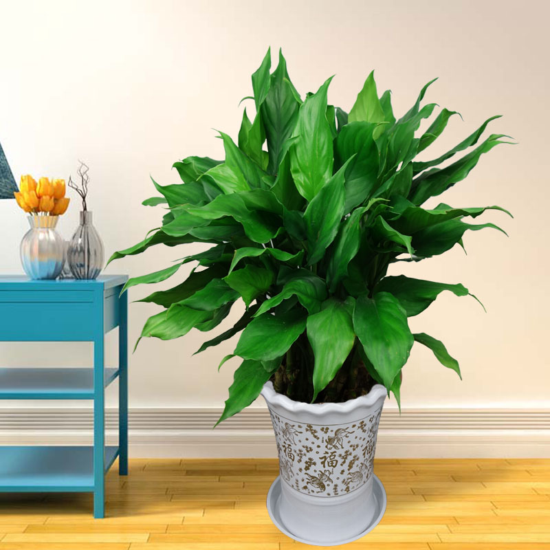 万年青绿植盆栽四季常青植物室内大型家庭花卉客厅 50cm万年青10颗 含
